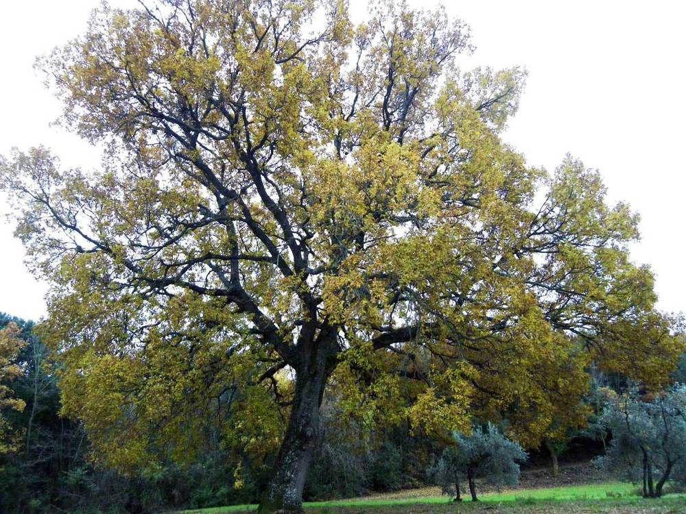 Prato A Baldo Villa Massa Marittima Dış mekan fotoğraf